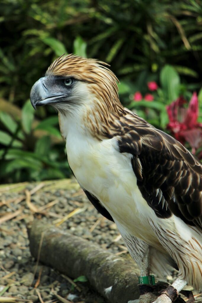 Wild rare Monkey Eating Eagle with brown and white colored plumage and shaggy crest sitting on fallen twig in tropical forest